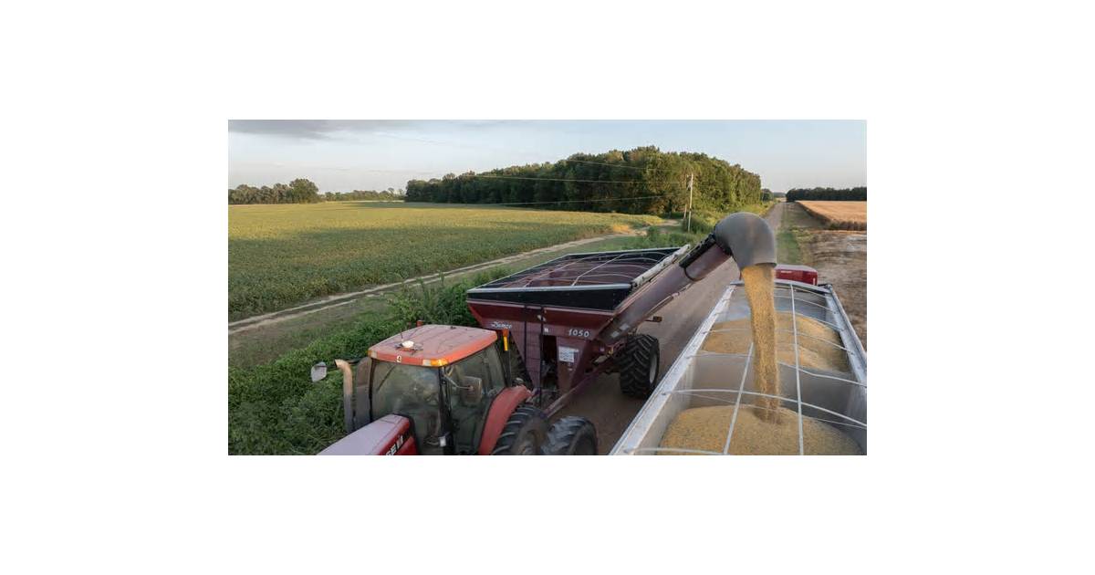 Soybeans Hit 2-Month Low as Lula’s Win Lifts China Trade Outlook