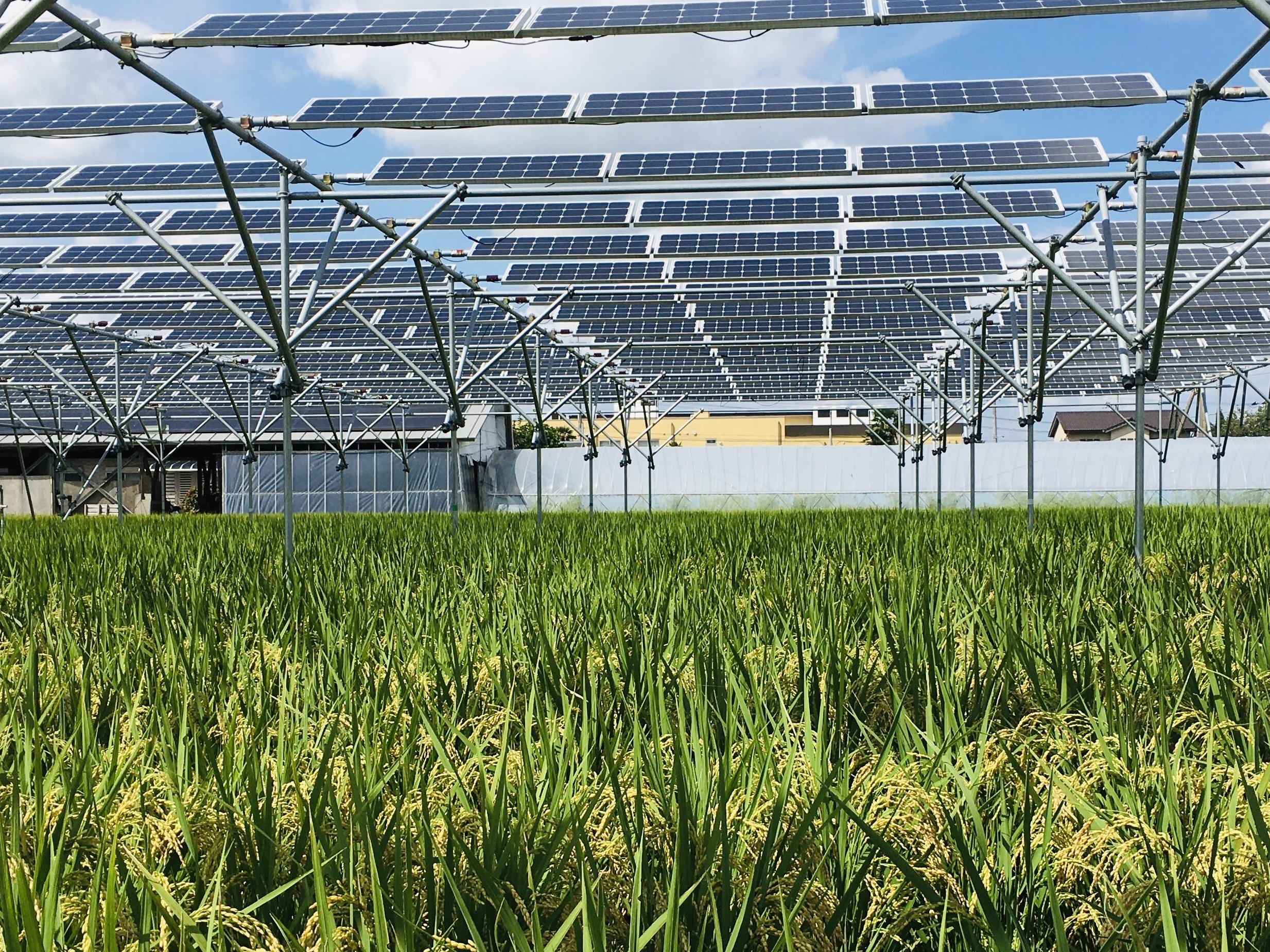 New multi-modeling approach can predict rice yield in agrivoltaics
