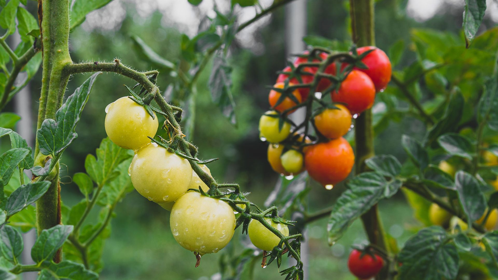 Don’t waste your tomatoes: 5 end-of-season steps every gardener needs to know