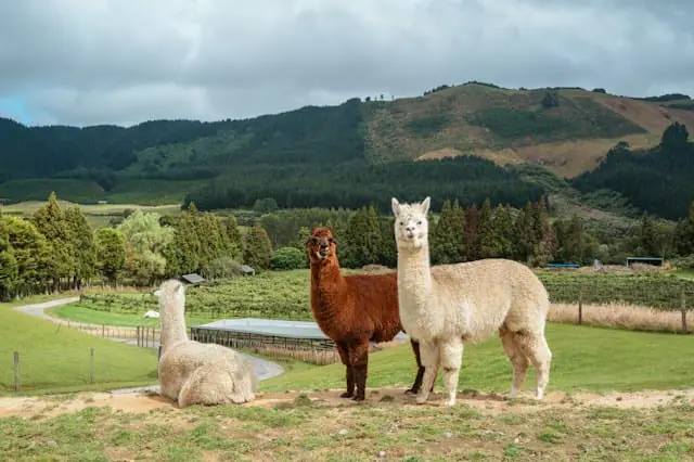 Alpaca moves closer to UAE brokerage licence with ADGM approval