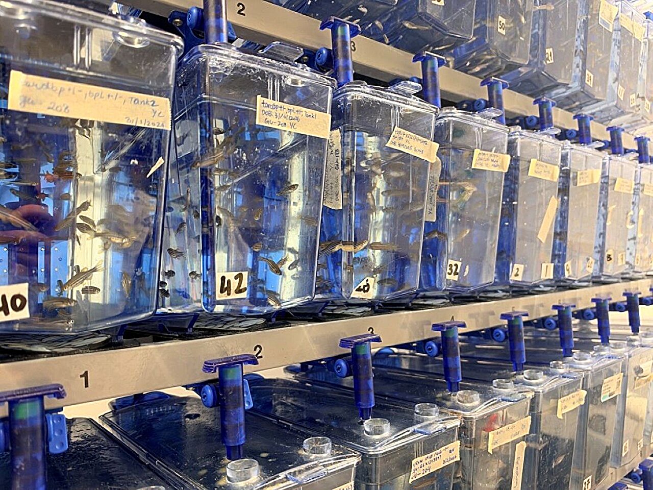 New zebrafish models could help test treatments for mental health conditions