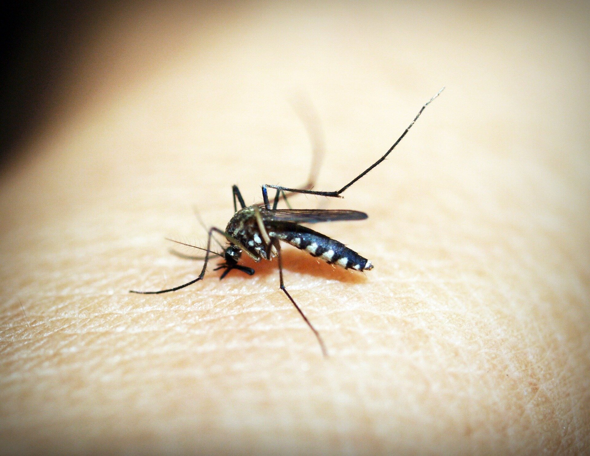 Florida dengue cases nearly double a month after emergency declared
