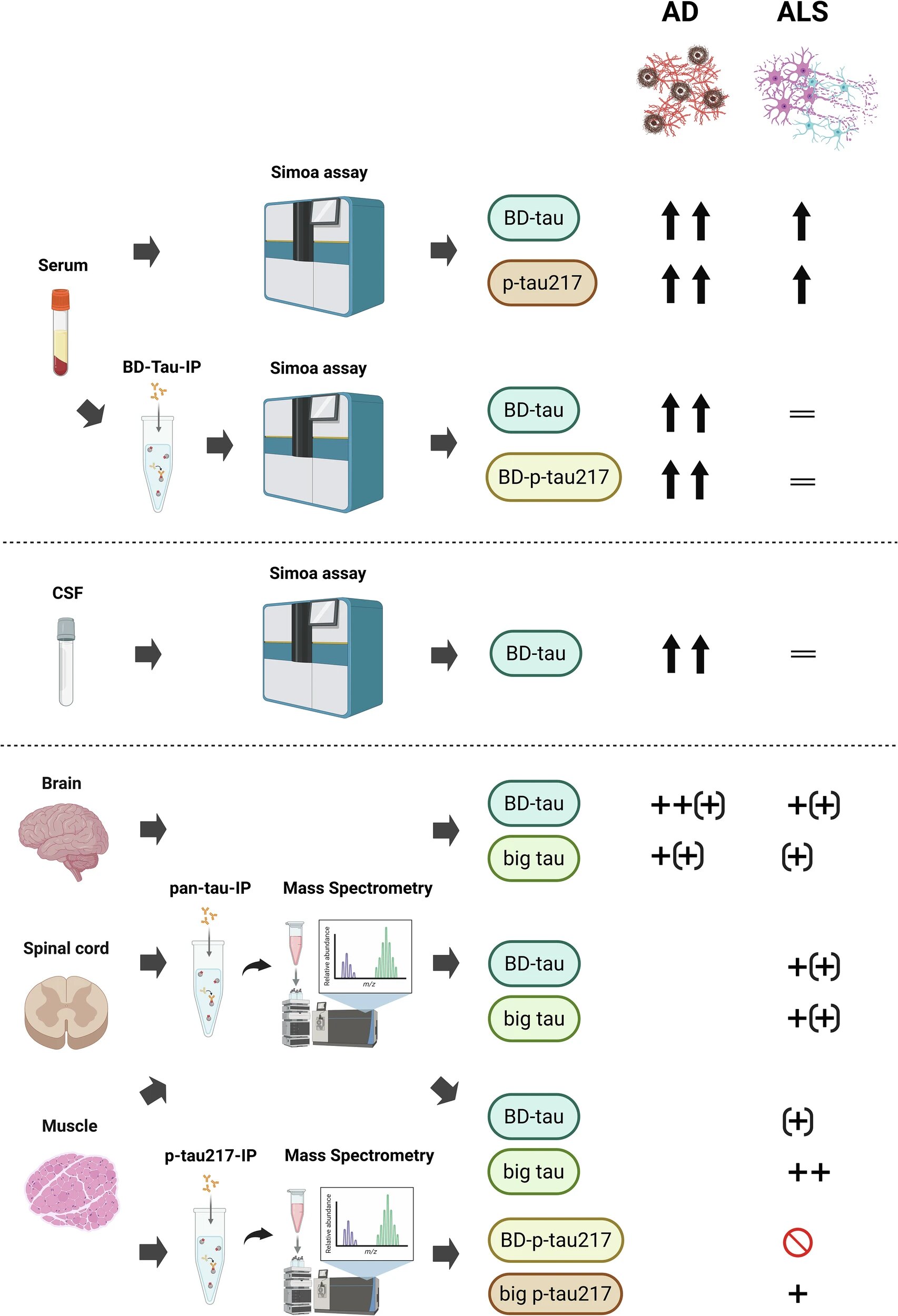 Added antibody step improves the reliability of Alzheimer's blood tests