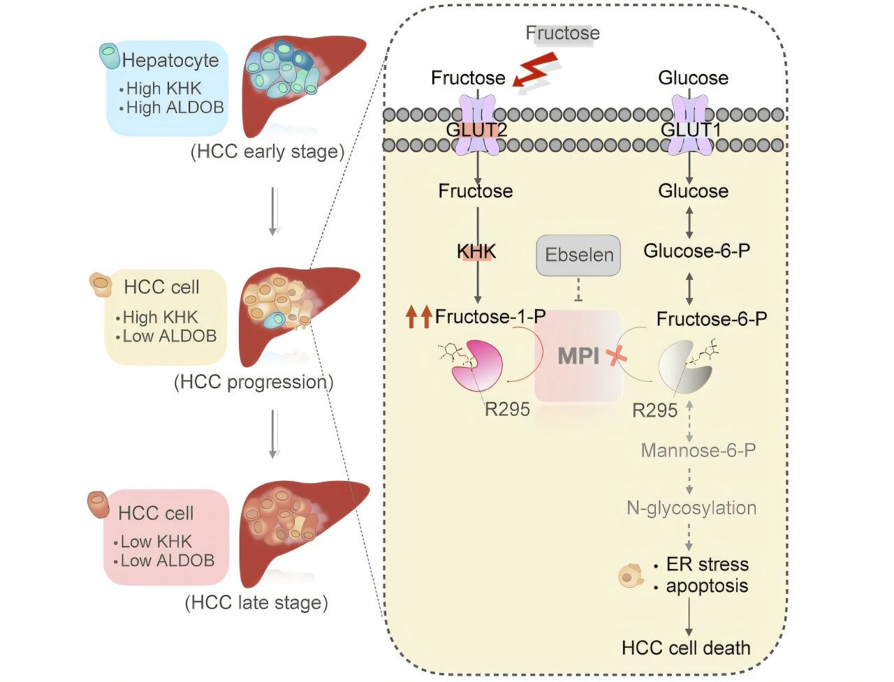Fructose slows liver tumors in mice when key sugar-processing gene is missing, may lead to new treatments