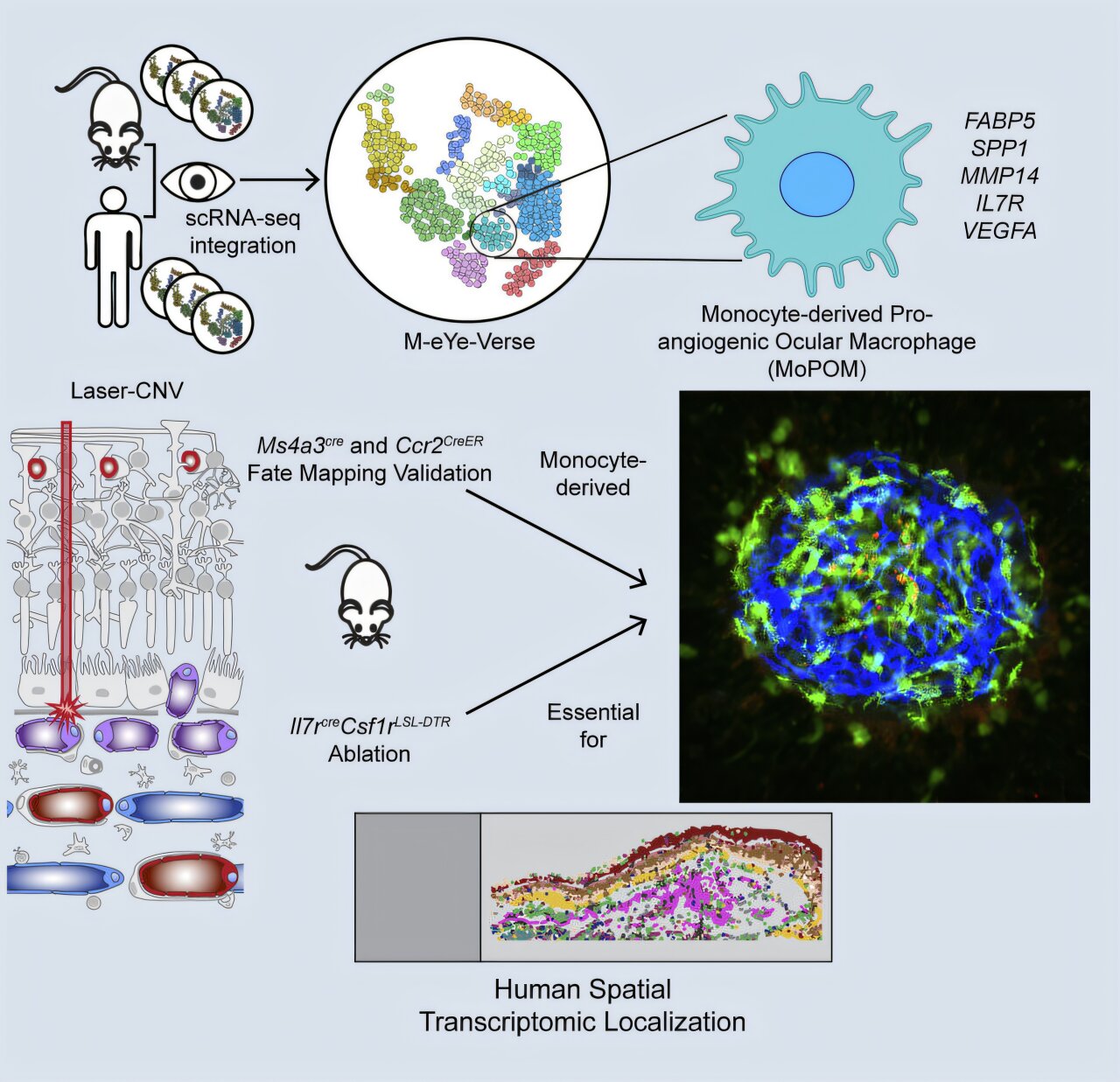 Previously unrecognized immune cells may drive harmful blood vessel growth in blinding eye diseases