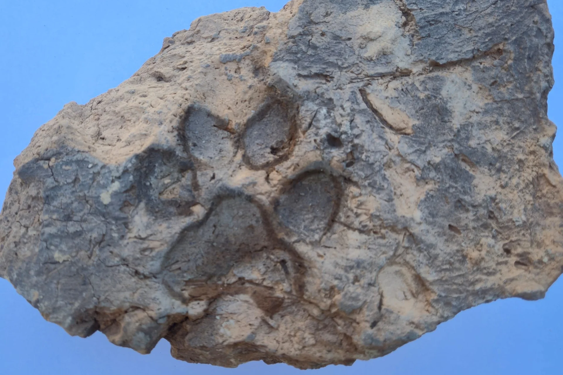 Dog Paw Prints on 4,000-Year-Old Brick Are Adorably Relatable