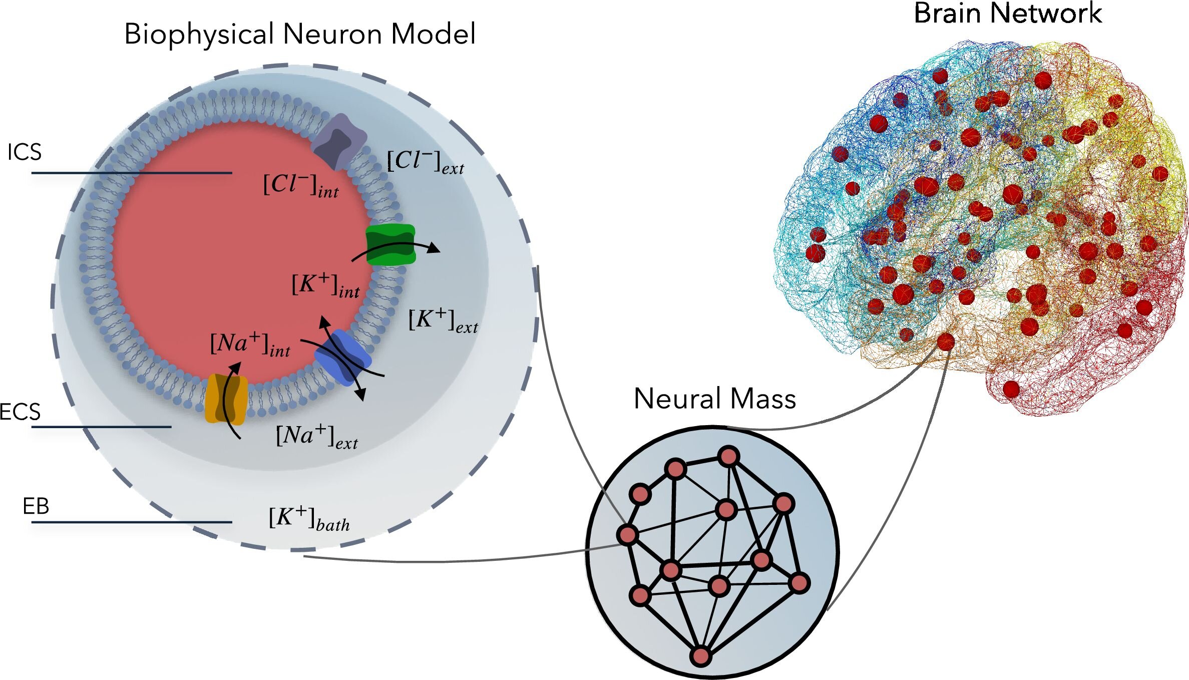 Making virtual brain models more biologically realistic by capturing ion exchange