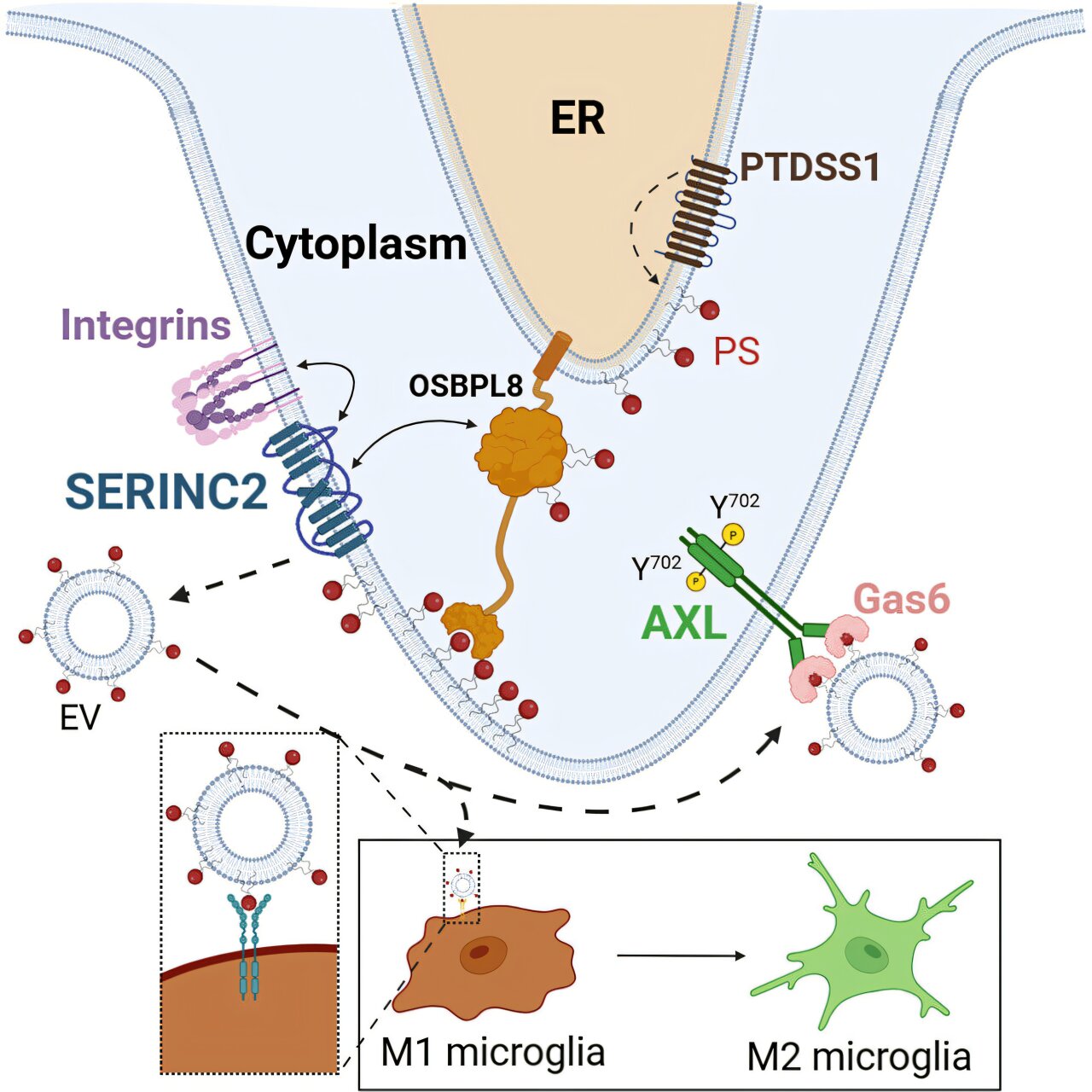 Pathology research identifies potential new target for preventing brain metastasis