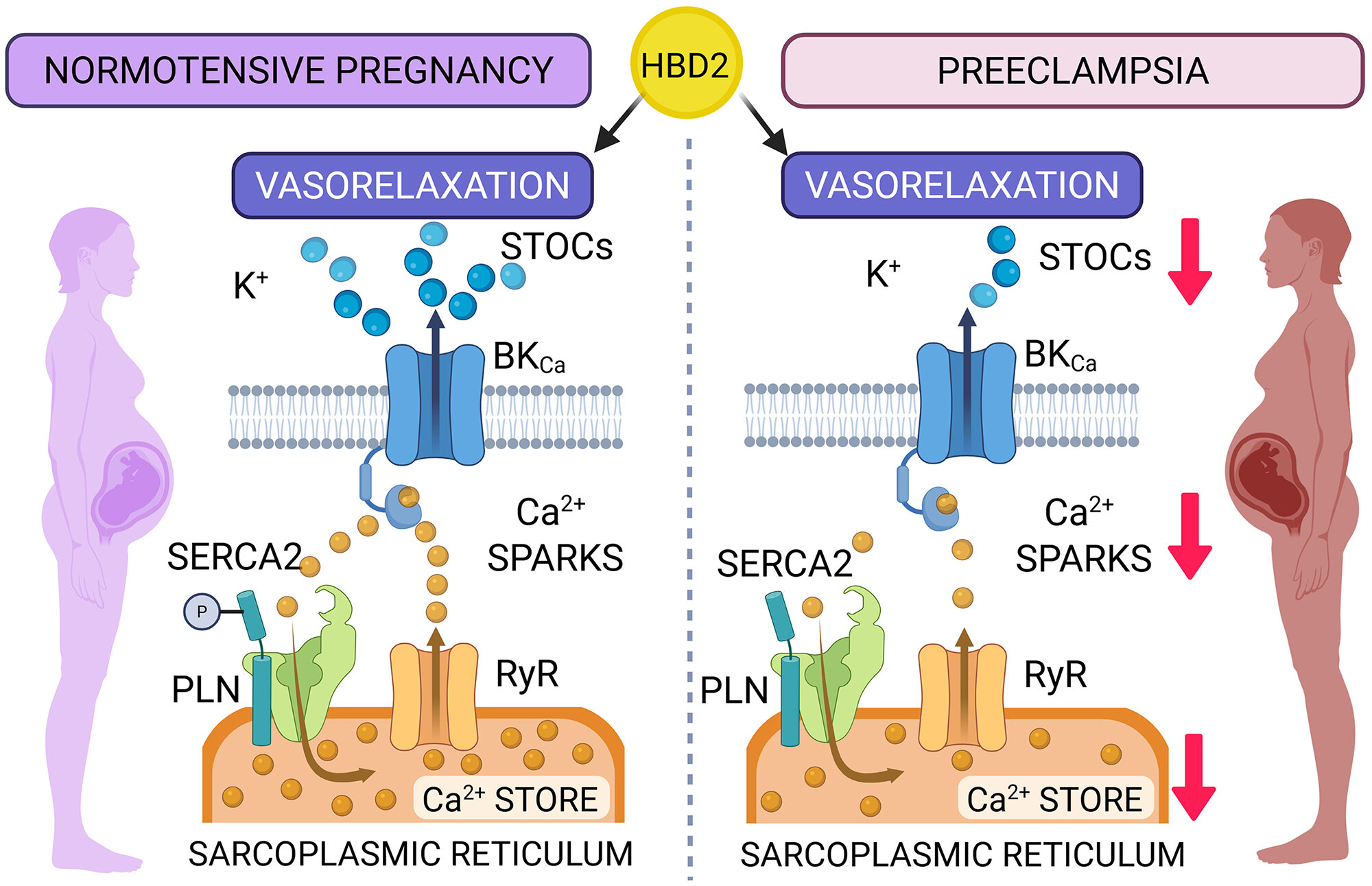 Blood pressure pregnancy clue could open door to new treatments