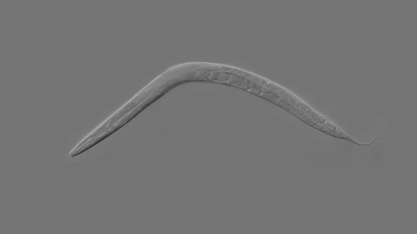 Study Could Help Explain Why Colder Body Temperature Extends Lifespan in Many Species
