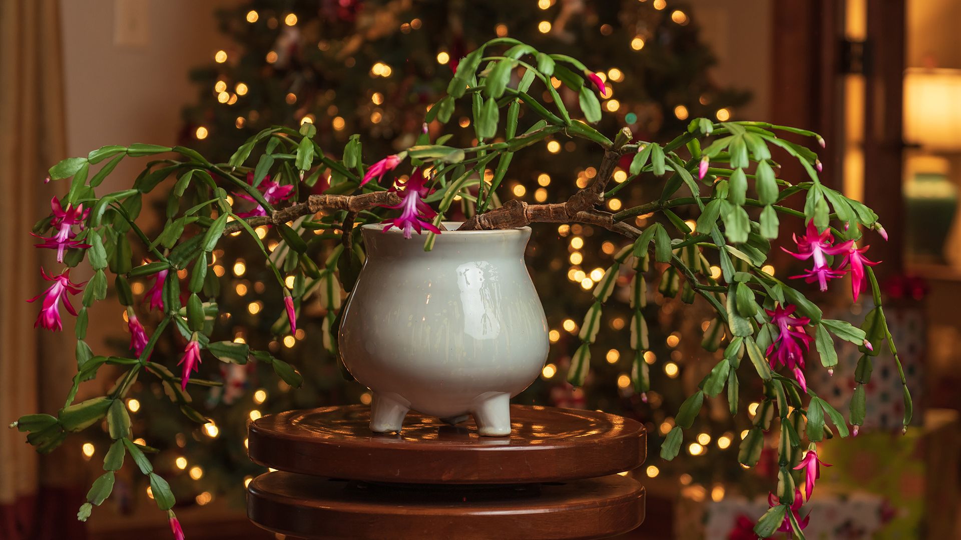 Is that really a Christmas cactus? How to spot the difference before you buy (and choose a healthy plant)