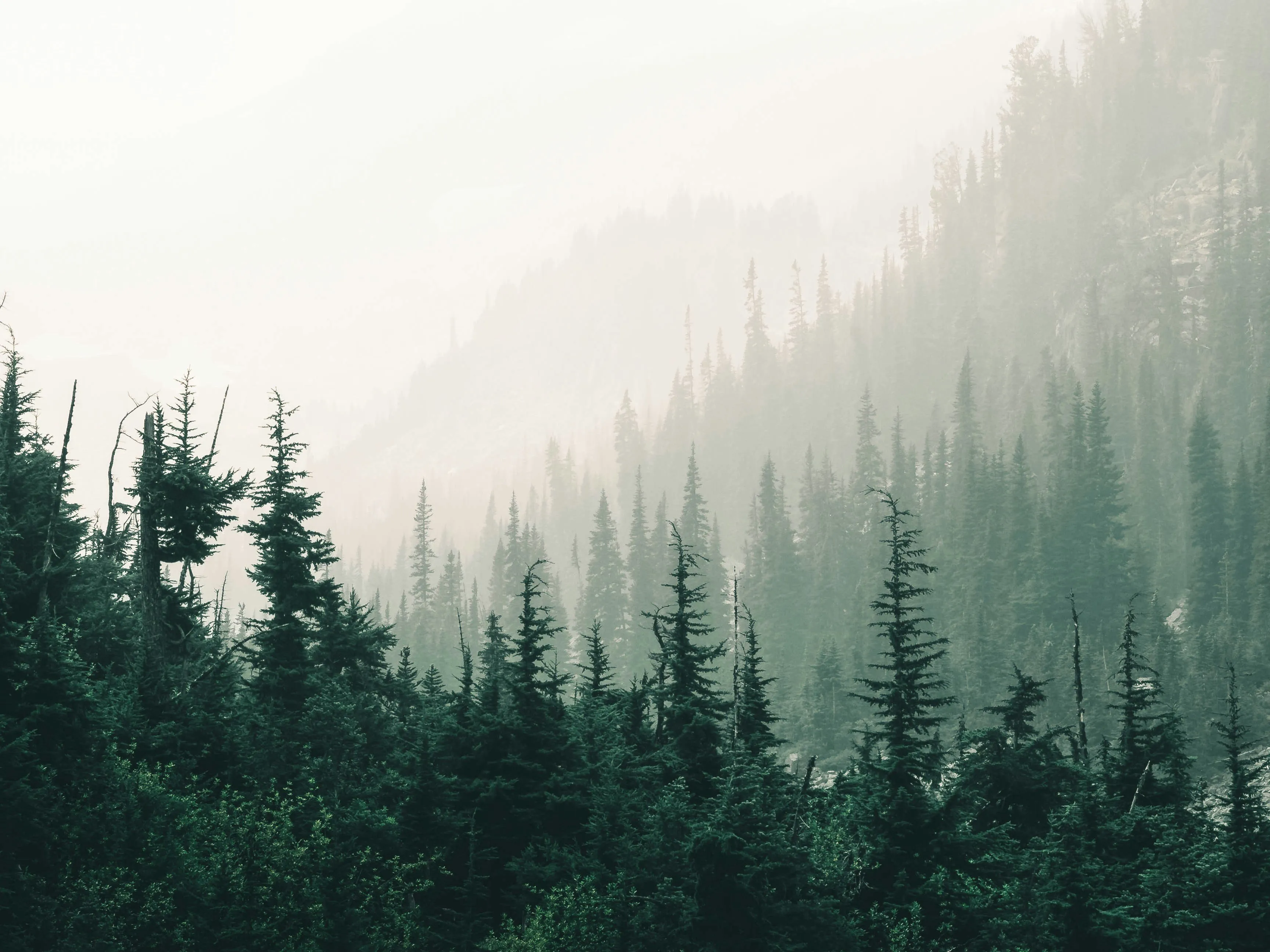 Verra Delays New Carbon Credit Standard To July 2027 After Industry Pushback