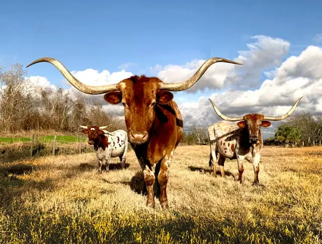 World Insurance expands Texas reach with Zoom deal