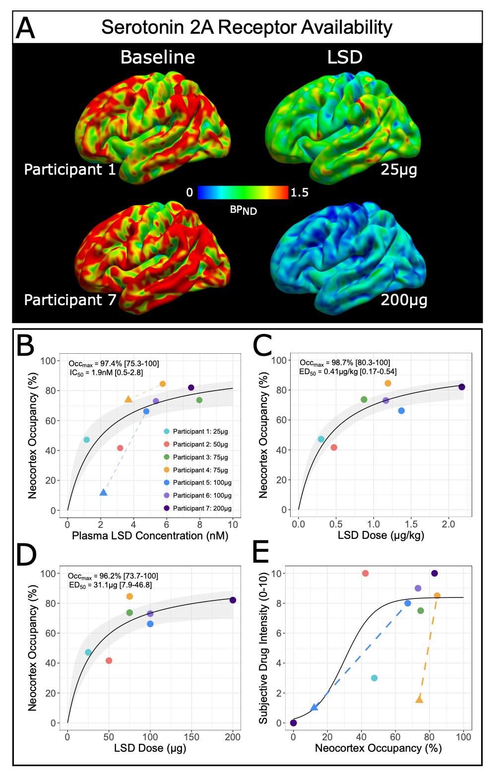 LSD and psilocybin push brain blood flow in opposite directions, study suggests