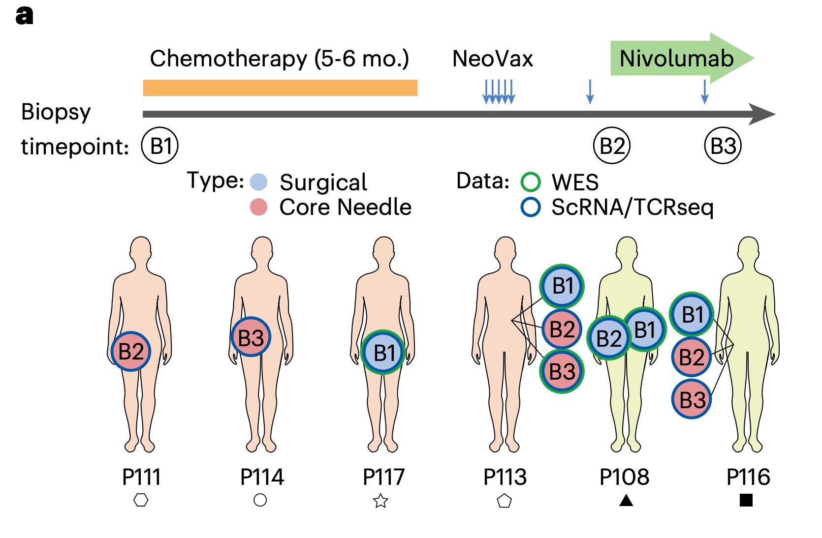 Personalized ovarian cancer vaccines spark immunity in phase 1 trial