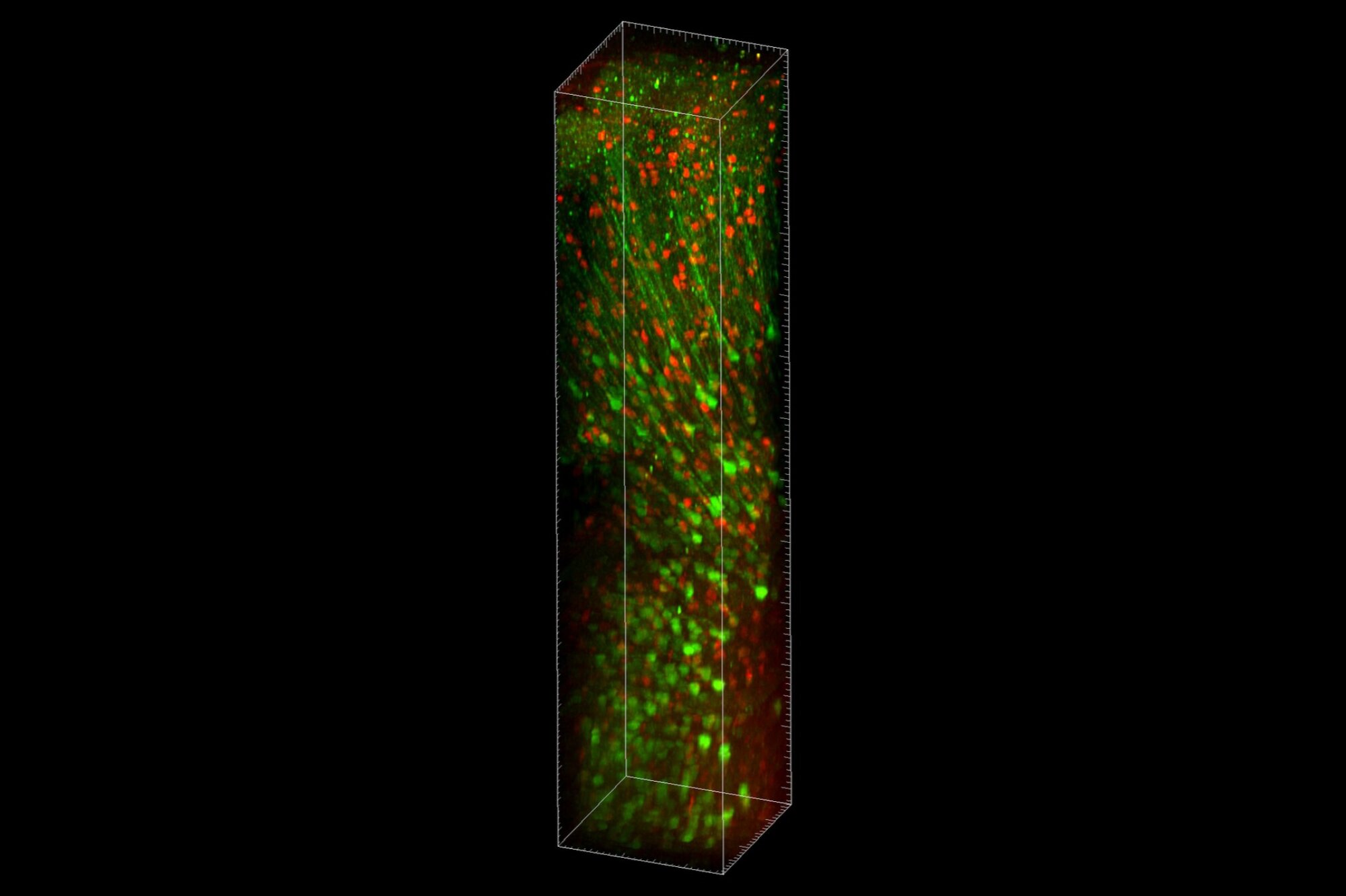 New microscopy platform enables imaging of neuronal activity at single-cell resolution at unprecedented tissue depth