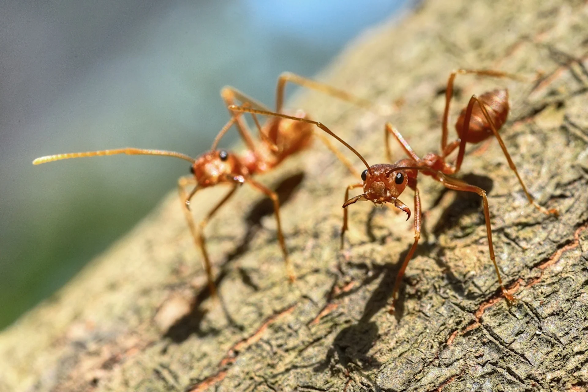 There Are 15,000 Ant Species on Earth. Blame the Asteroid That Killed the Dinosaurs