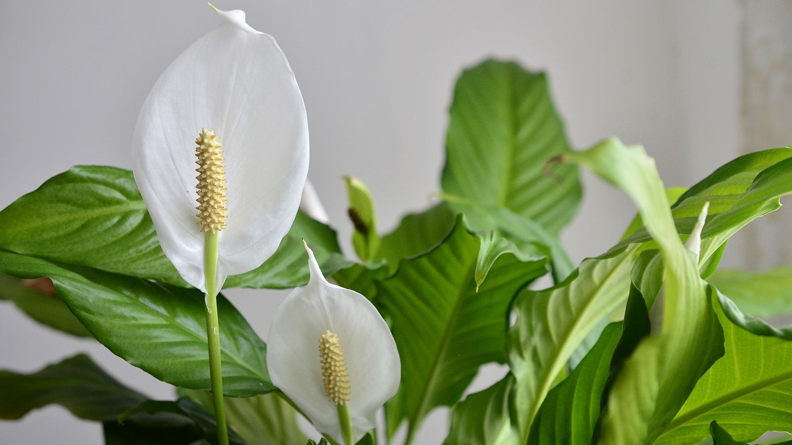 3 simple ways to coax one last bloom from your peace lily before winter sets in