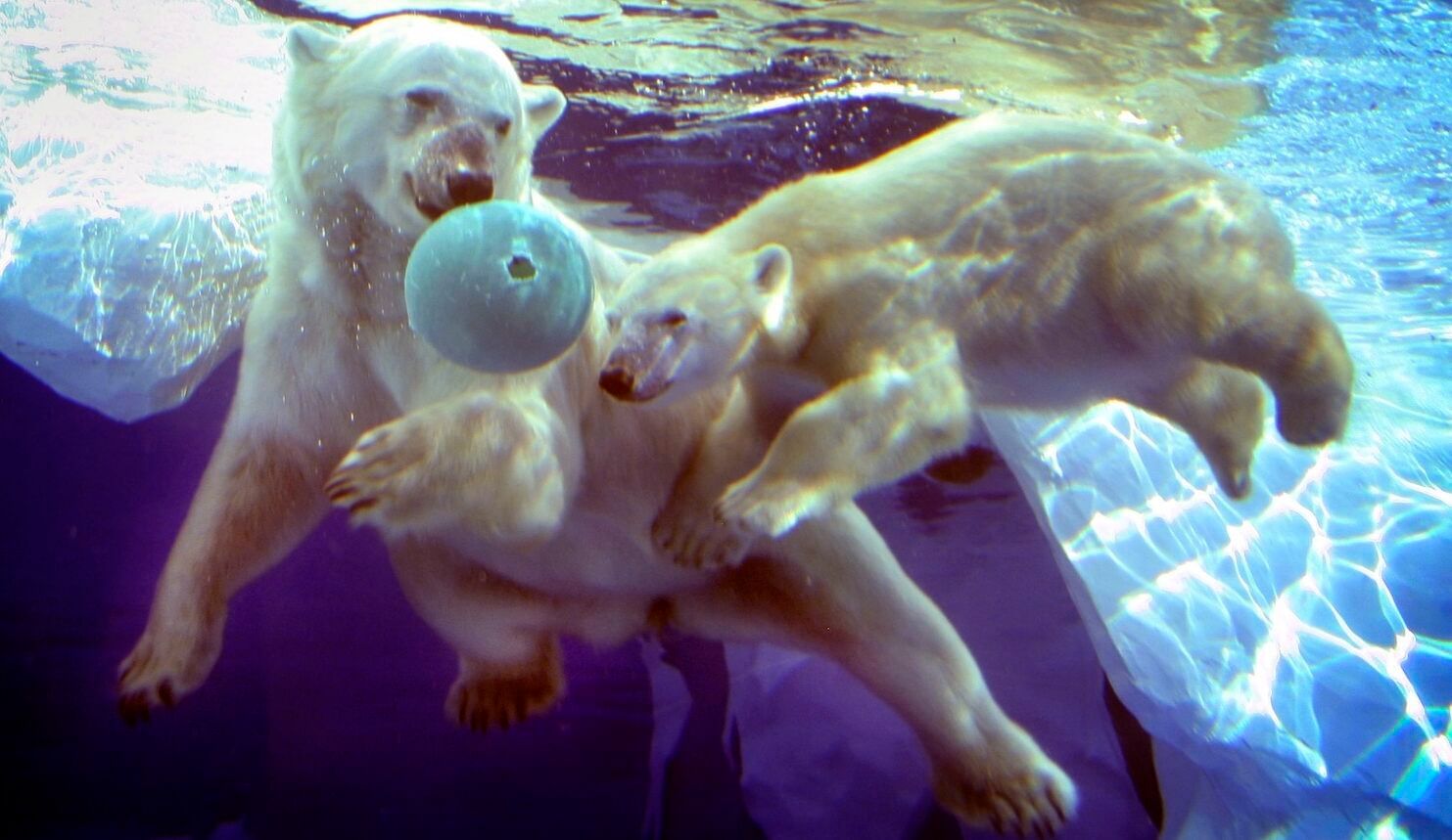 From zoos to craft brews, Michigan looks to spur decarbonization