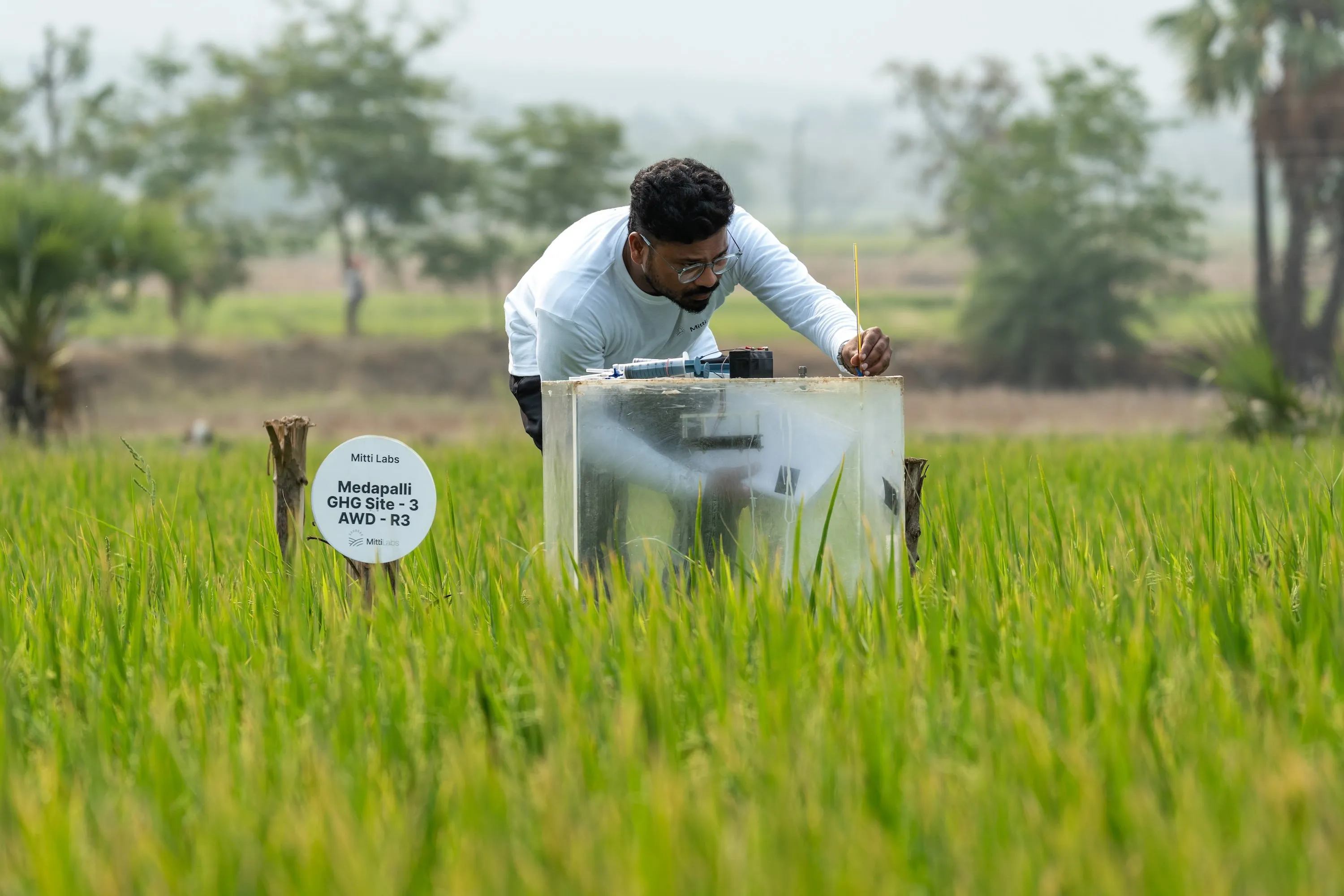 Salesforce Partners With Mitti Labs To Purchase 500,000 Rice Methane Carbon Credits