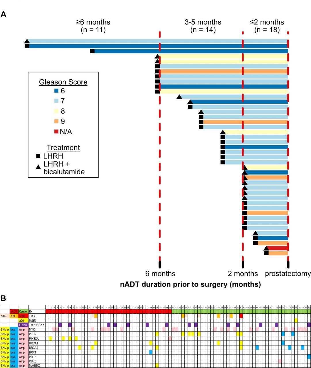 Researchers identify critical window for boosting immunotherapy response in prostate cancer