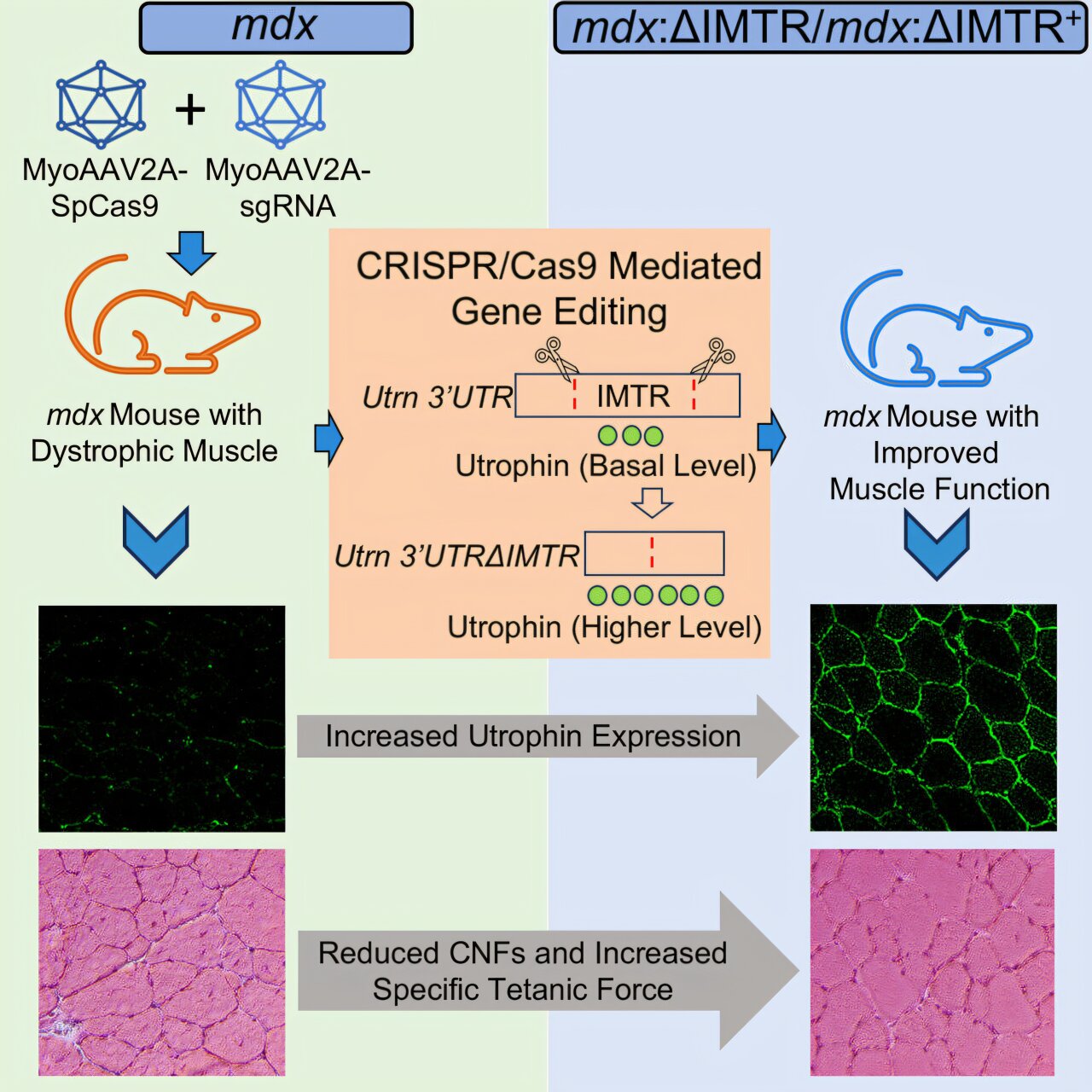Halting muscular dystrophy with a 'backup' protein