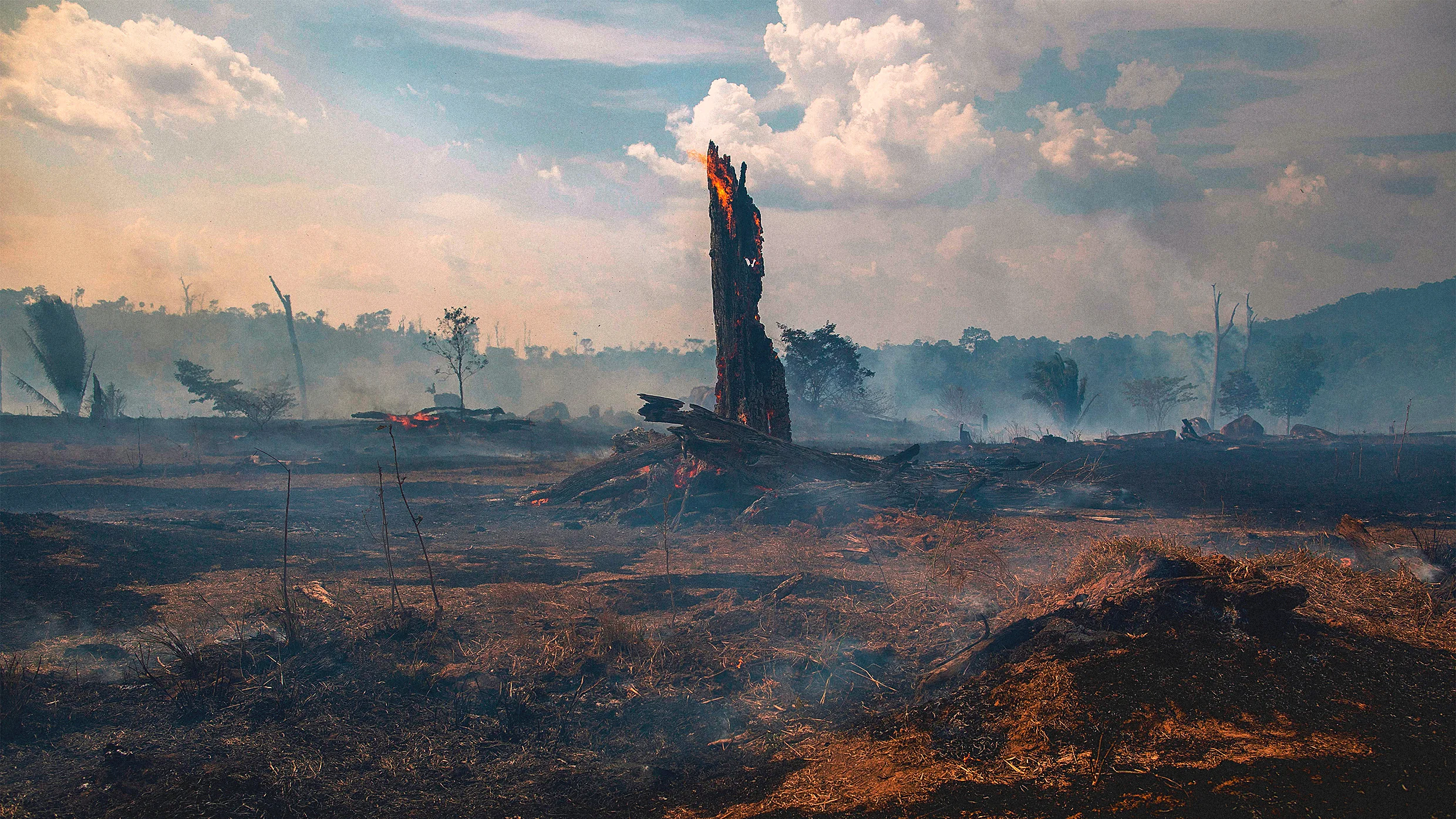 The Amazon rainforest, long known as the ‘lungs of our planet,’ now releases more carbon than it absorbs