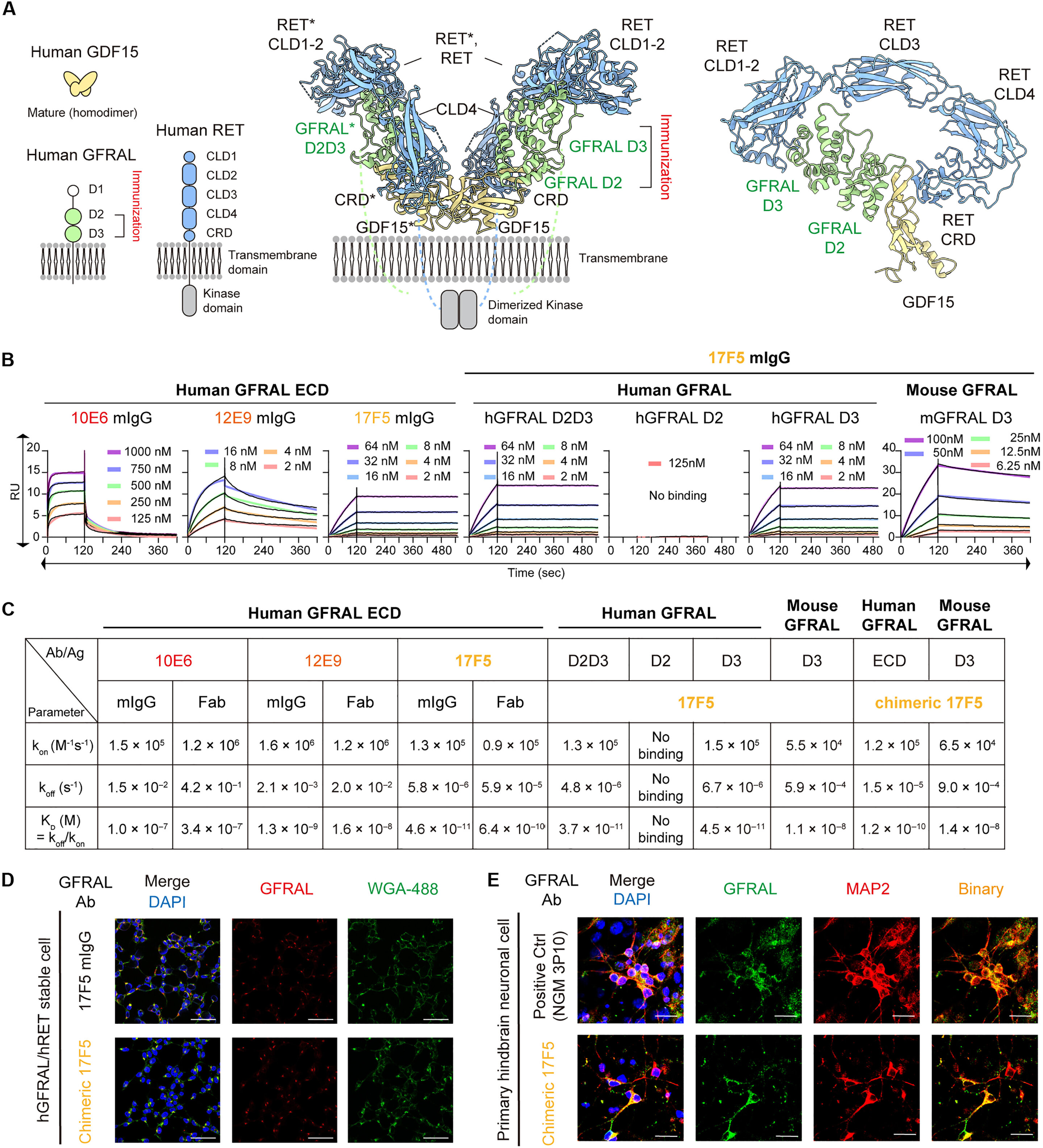 Antibody candidate could help preserve appetite and muscle strength in patients with cancer