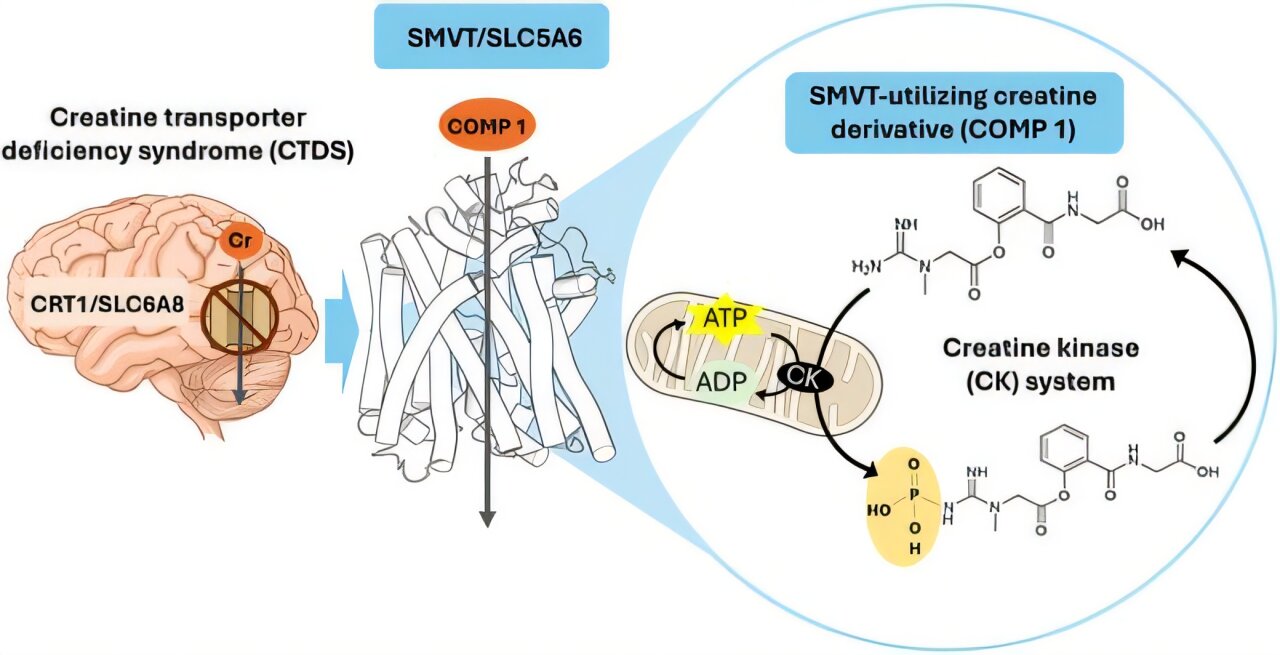 Vitamin-carrying protein pathway shows promise for brain drug delivery