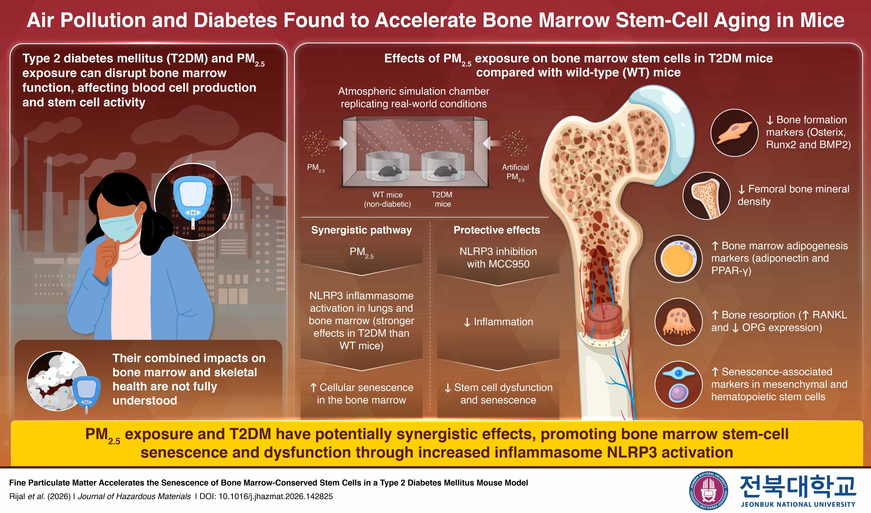 Why people with diabetes are more vulnerable to air pollution's cellular toll