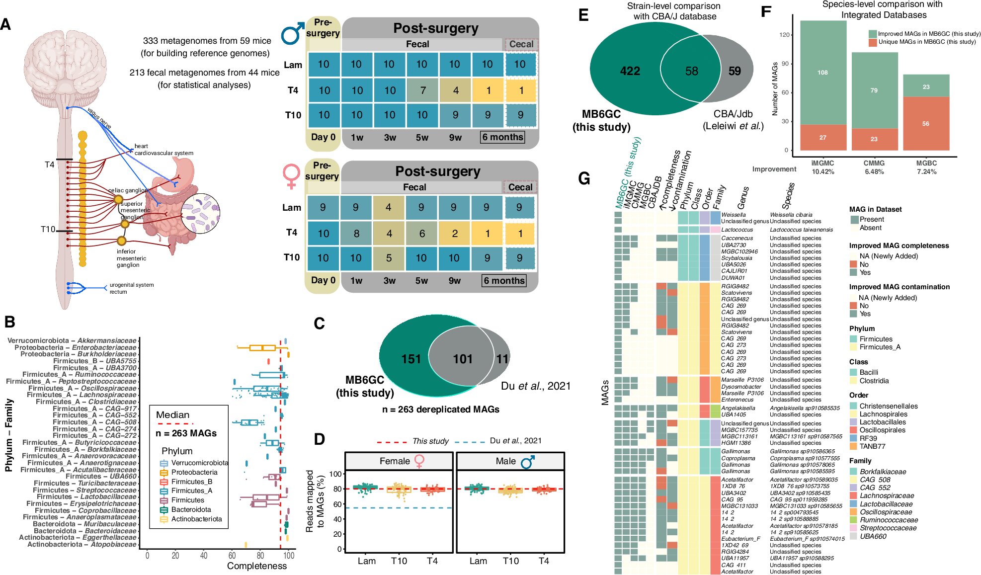 Spinal cord injury can reshape gut microbes that influence whole-body health