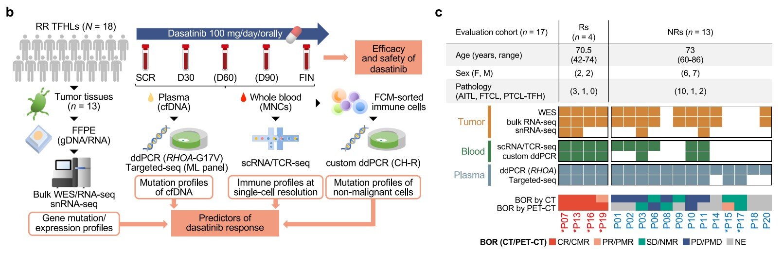 Tumor mutations and immune activity may reveal who benefits from investigational lymphoma drug