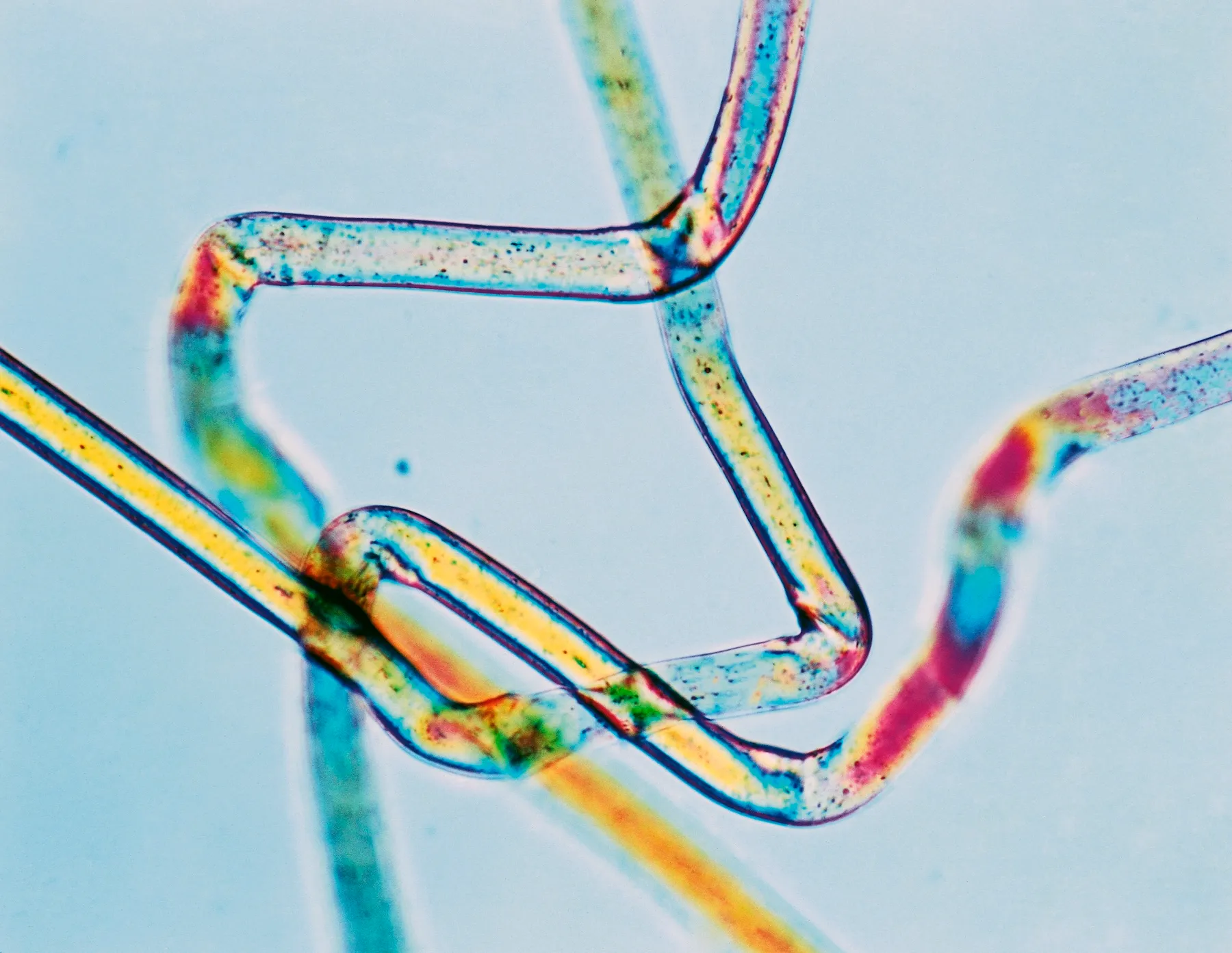Material World: Microplastics, Merino and More