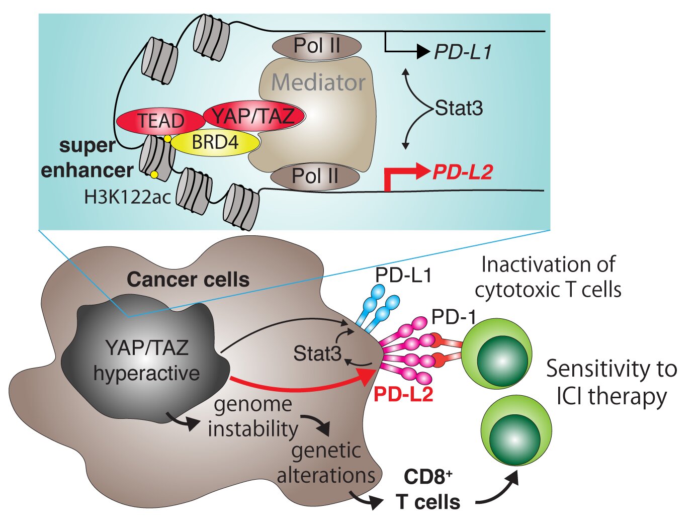 Cancer-promoting proteins may make tumors easier to spot... but also help them evade immune attack