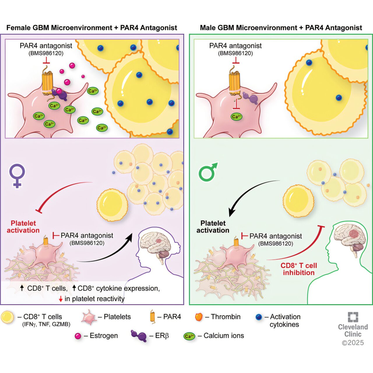Platelets may play an unexpected role in glioblastoma progression