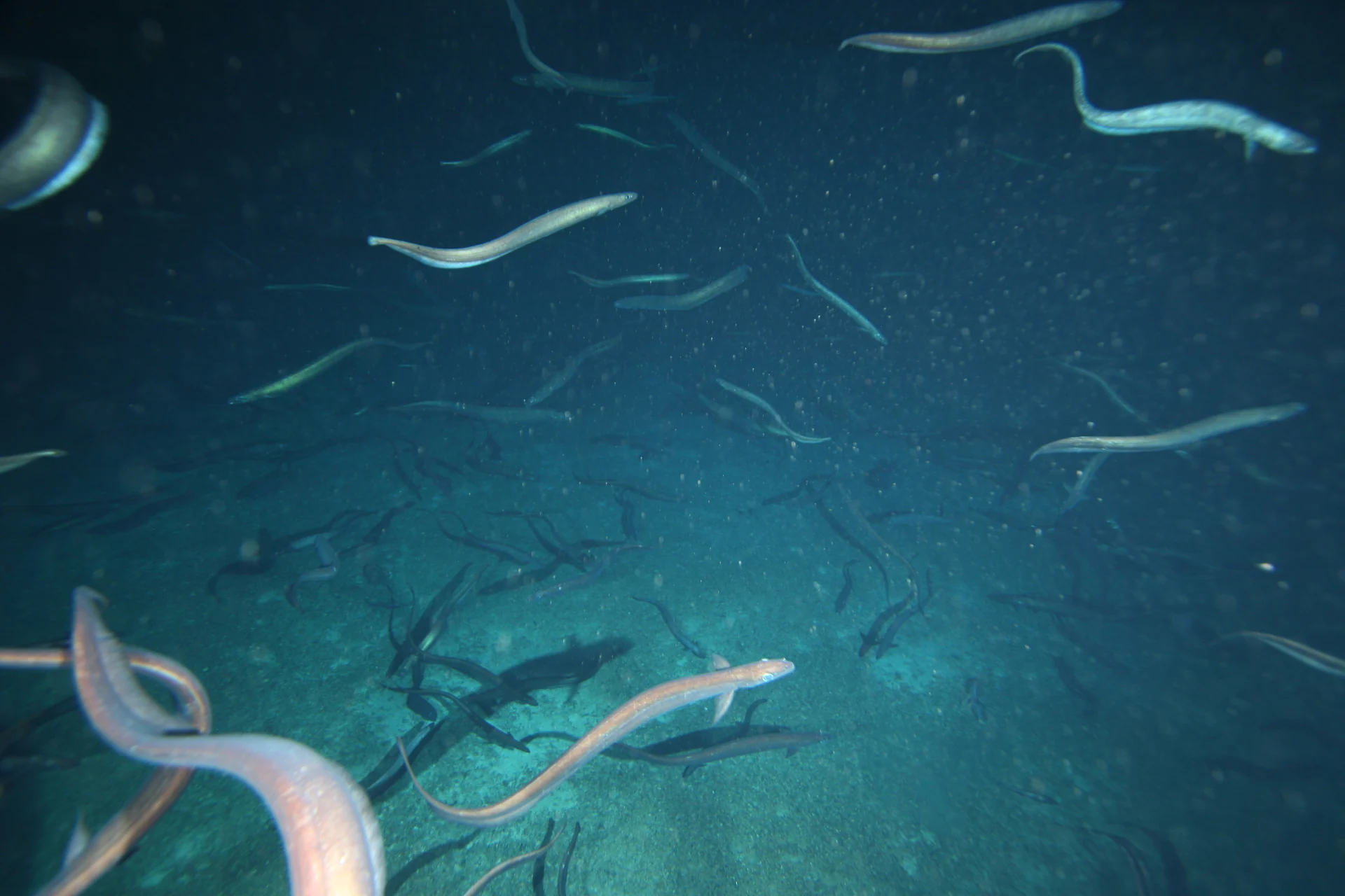 2.8 Million Eels Keep Swarming This Underwater Mountain—and Scientists Still Don’t Know Why