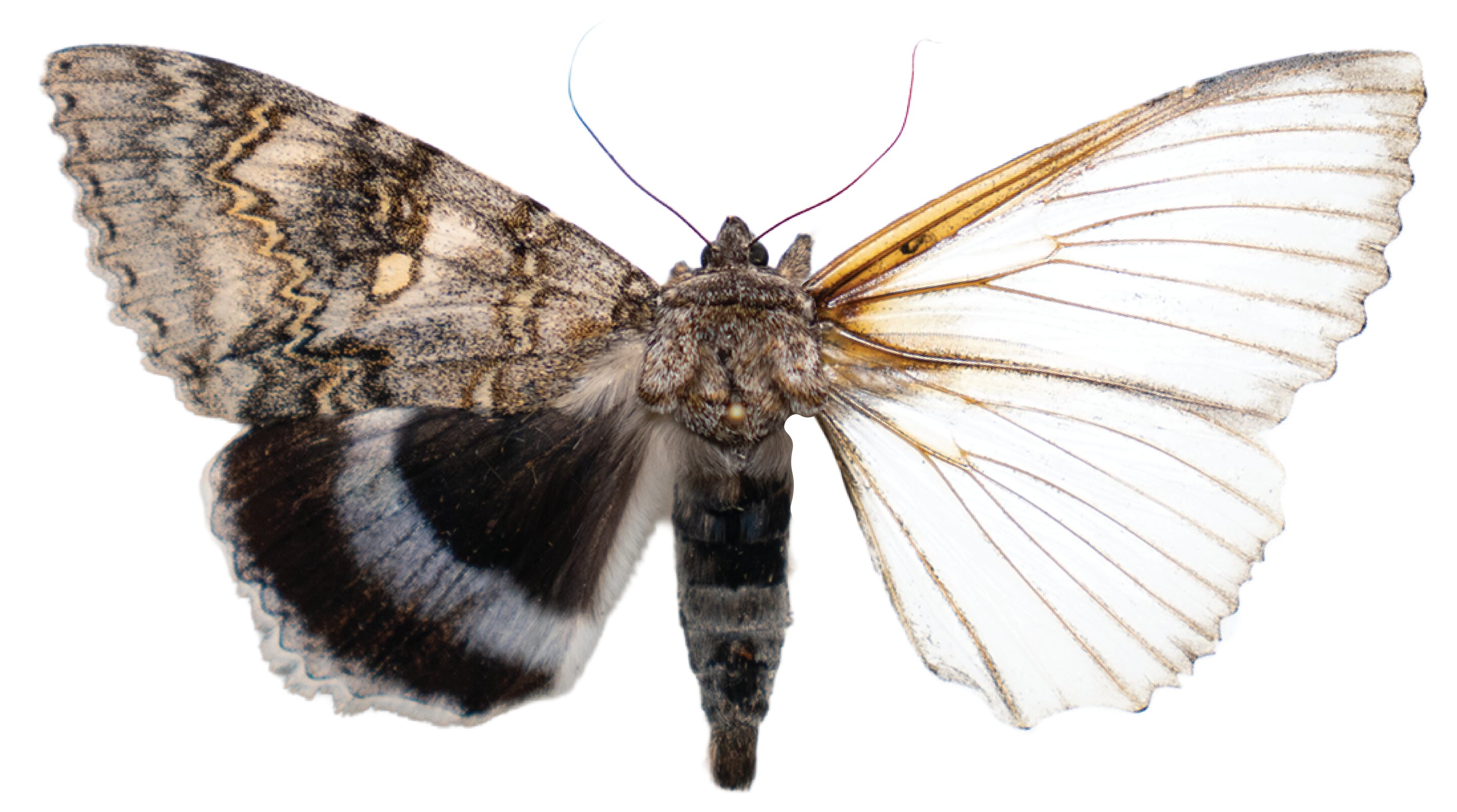 Robot moth grows a UV sensor by using an artificial circulatory system