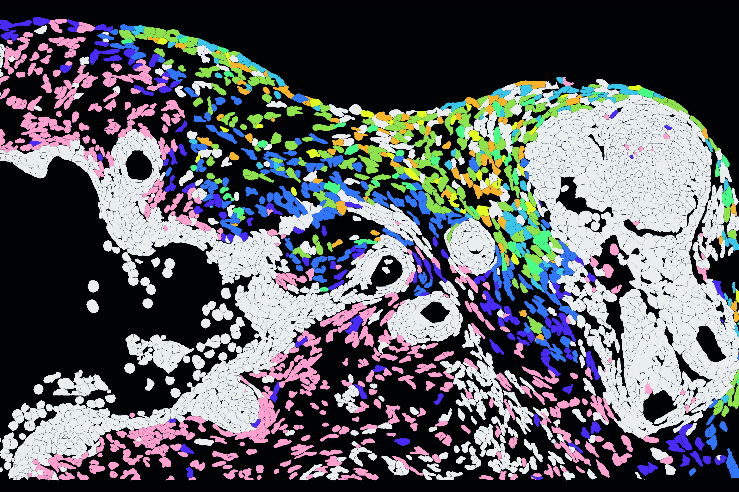 Human skin models reveal how herpes spreads unevenly among neighboring cells