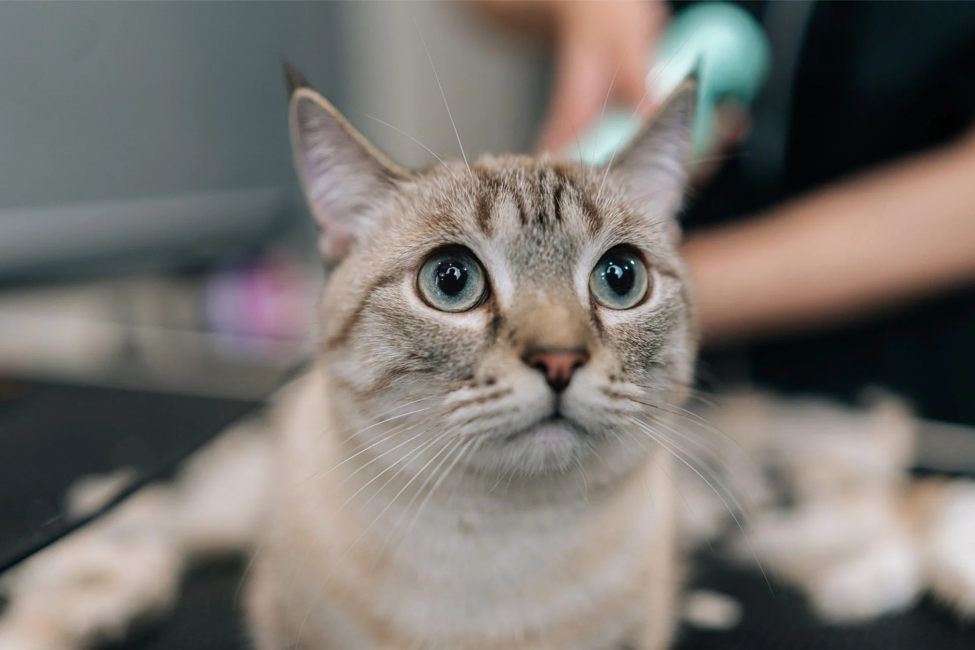 The Flesh-Eating Screwworm Is Spreading—and Now Burrowing Into Cats