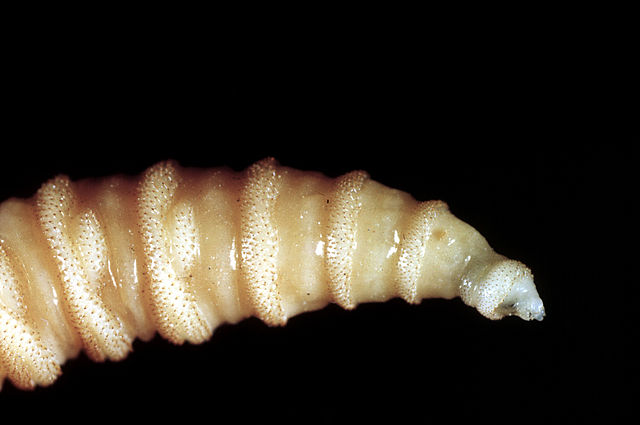 Flesh-eating screwworms spread to third state and are attacking pets