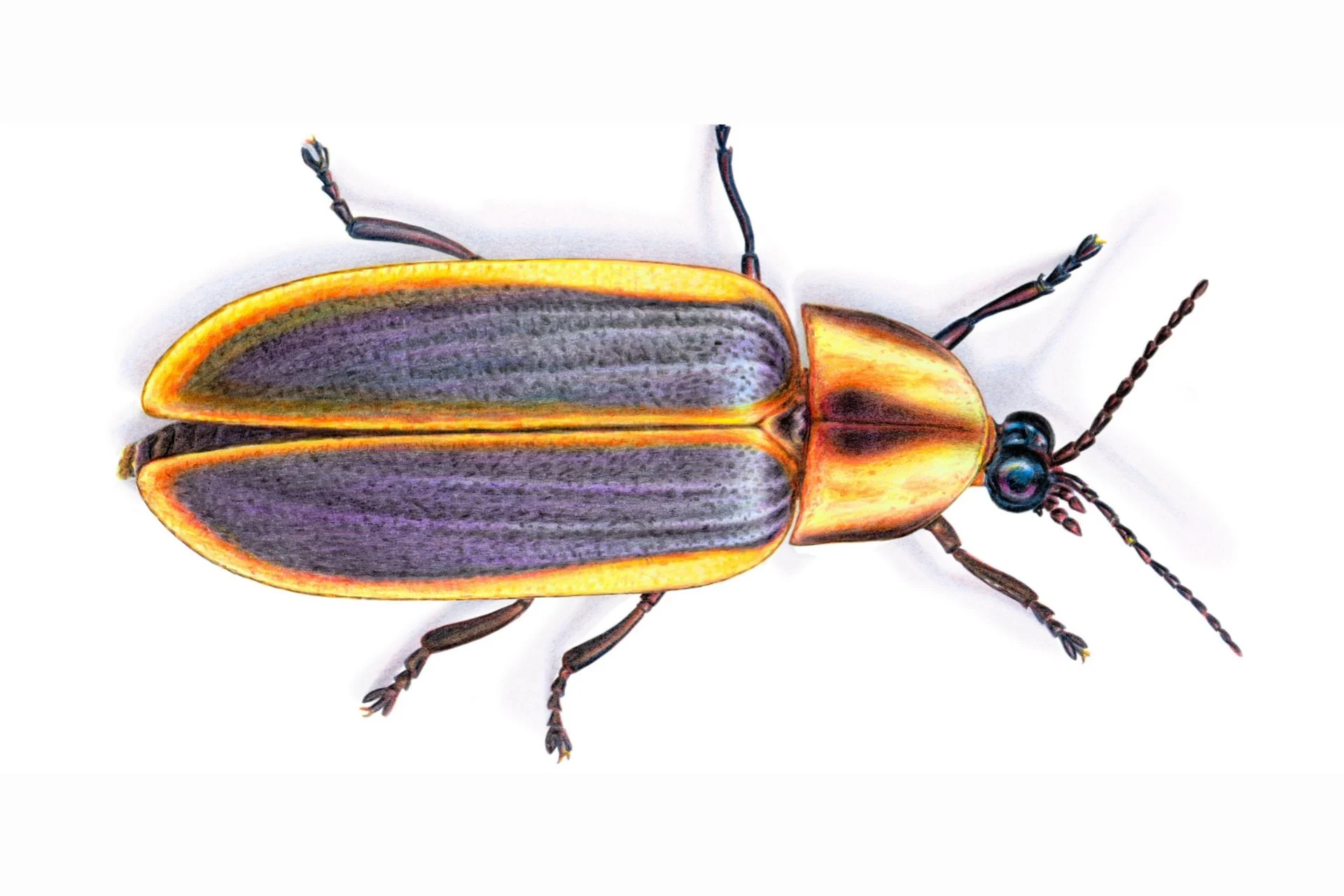 A Firefly Lost for 43 Years Is Back—and It’s Far From the Only One Missing