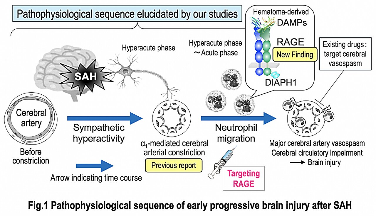 Neutrophil RAGE drives early cerebrovascular injury after subarachnoid hemorrhage