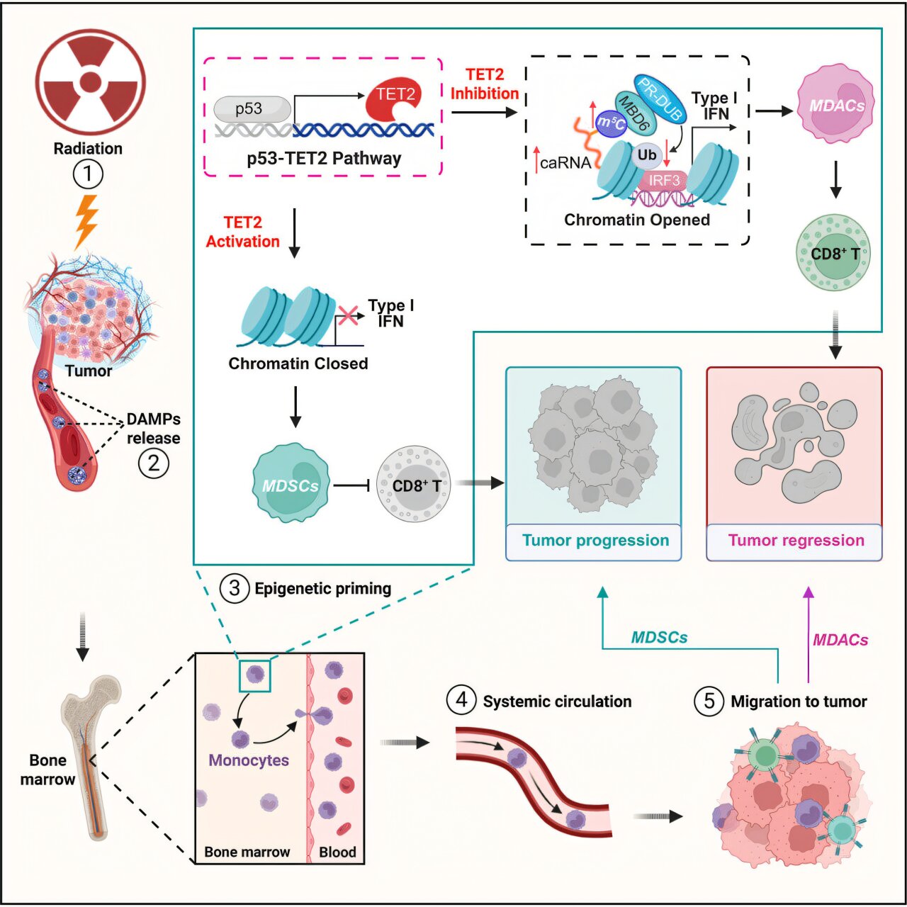 Reversing radiation-activated immune suppression in cancer